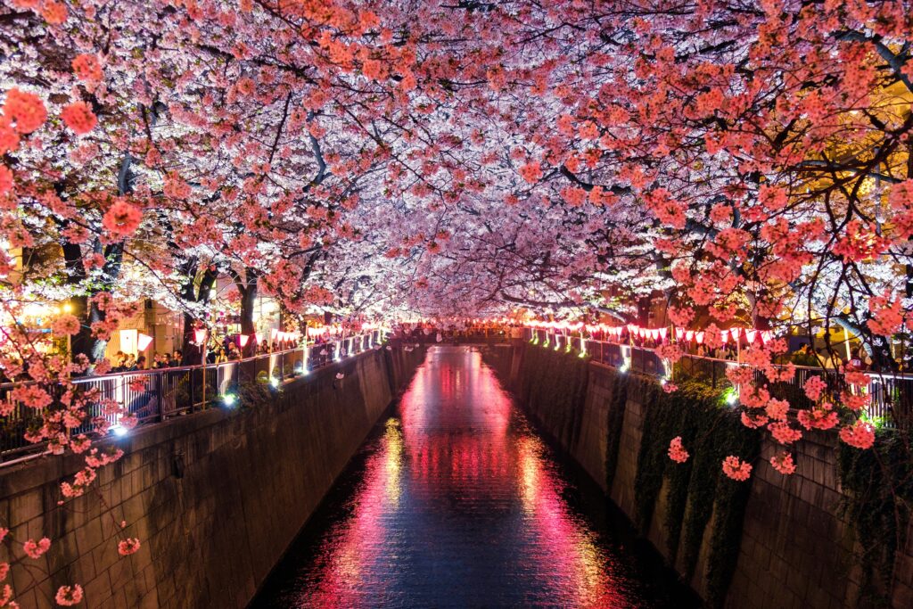 Meguro River in Tokyo, Japan, during the cherry blossom (sakura) season