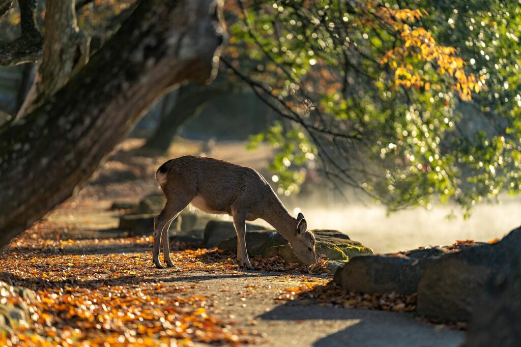 Nara Park deer interacting